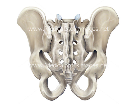 Bony anatomy of the male pelvis in posterior view