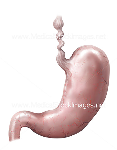 Esophagus Spasm and Stomach