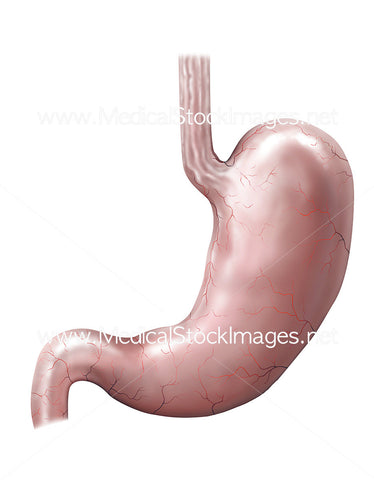 Esophagus and Stomach Healthy Anatomy