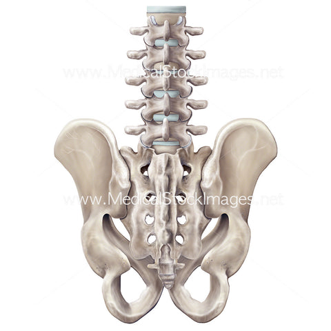 Male Pelvis Posterior View with Lumbar Spine