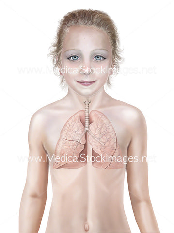 Child Aged Nine with Healthy Lung Anatomy