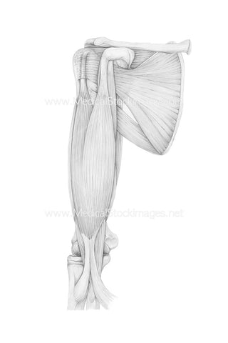 Pencil Drawing of Shoulder Muscle Anatomy