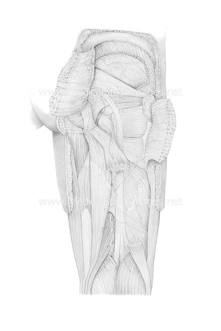 Pencil Drawing of the Posterior View of Leg Gluteus Maximus
