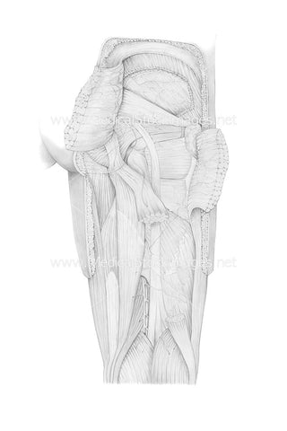 Pencil Drawing of the Posterior View of Leg Gluteus Maximus