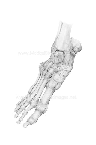 Pencil Drawing of Bony Anatomy of the Foot