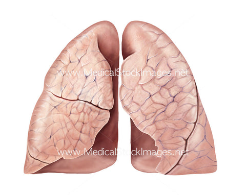 Lungs Healthy Surface Anatomy