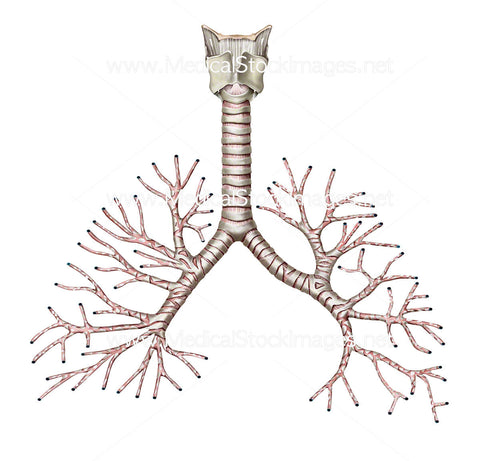 Trachea and Bronchioles Anatomy