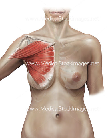 The Pectoralis Major Muscle