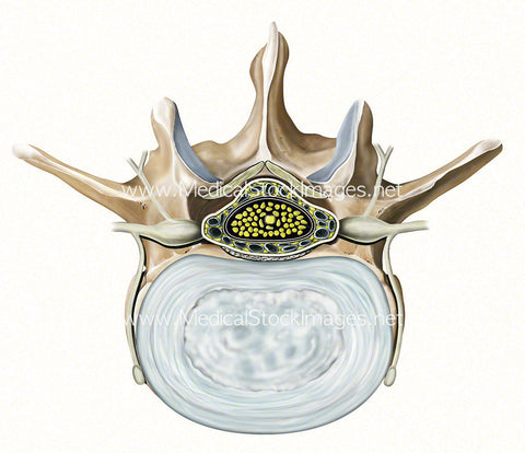 Superior View of a Single Lumbar Vertebra and Intervertebral Disc