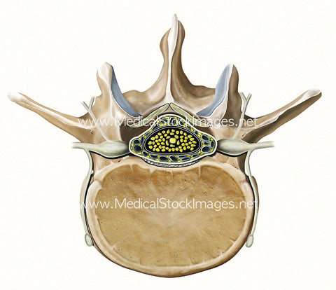 Superior View of the Lumbar Vertebra