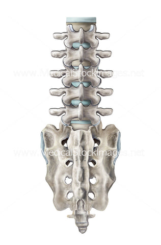 Sacrum and the Lumbar Spine Posterior View