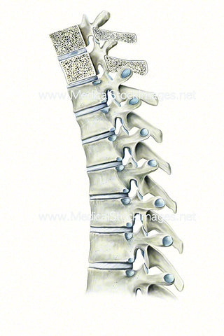 Thoracic Spine with Cross Section