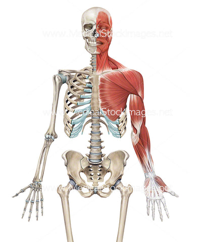 Left side portion showing Pectoralis with Skeleton and Muscle