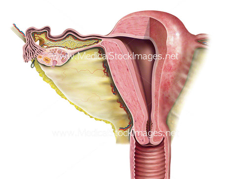 Uterus Shown in Half Cross-Section