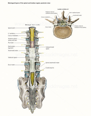 Anatomy of the Spinal Cord & its Meningeal Layers (Labelled in English)