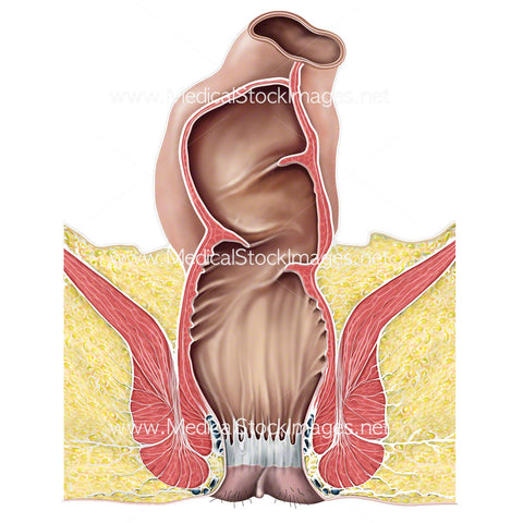 Rectum and Anal Canal Anatomy