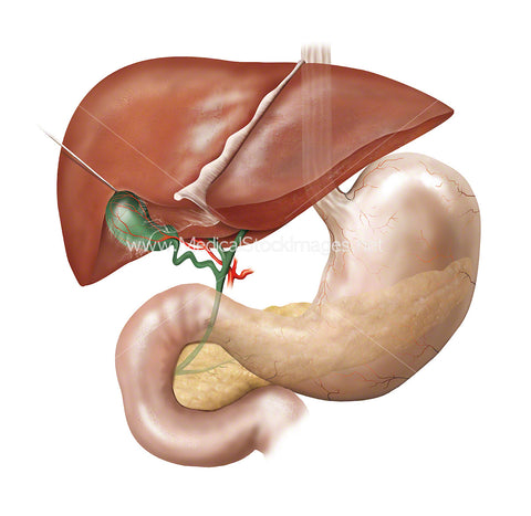 Anatomy of the Liver, Gallbladder, Stomach, Pancreas