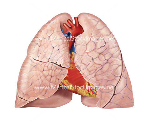 Heart and lung anatomy, anterior view