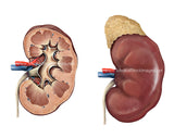 Healthy Kidney Cross-Section and Surface (2 Image Pack)