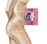 Embryology Weeks 1 to 8 (Multipack of 8 IMAGES)