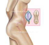 Foetus Development Weeks 1 to 40 Including Female Body (Multipack of 40 IMAGES)