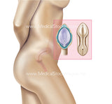 Embryology Weeks 1 to 8 (Multipack of 8 IMAGES)