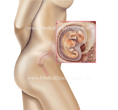 Foetus Development Week 4 Including Body