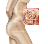 Foetus Development Weeks 1 to 40 Including Female Body - (PACK OF 40 IMAGES)