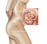 Embryology Weeks 1 to 8 (Multipack of 8 IMAGES)