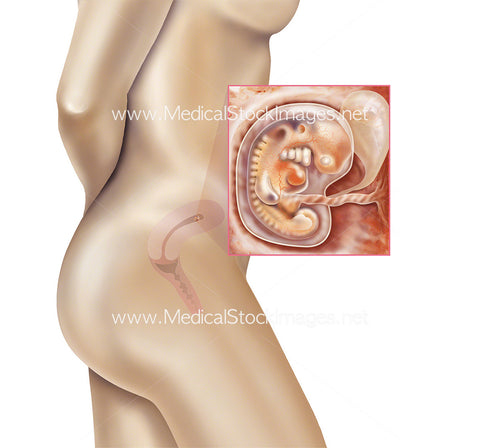 Foetus Development Week 5 Including Body