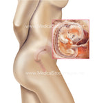 Embryology Weeks 1 to 8 (Multipack of 8 IMAGES)