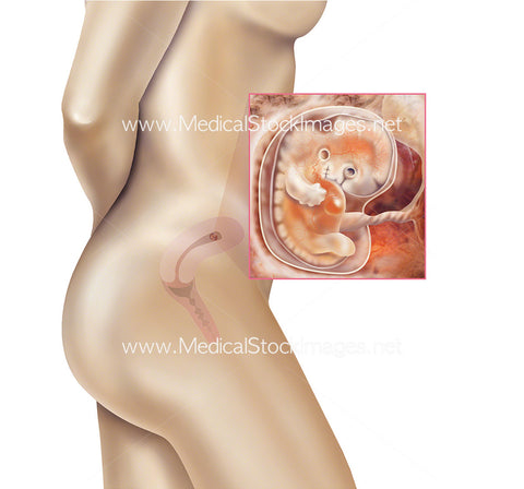 Foetus Development Week 6 Including Body