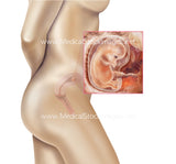 Foetus Development Weeks 1 to 40 Including Female Body - (PACK OF 40 IMAGES)