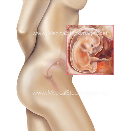 Foetus Development Week 7 Including Body