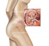 Foetus Development Weeks 1 to 40 Including Female Body - (PACK OF 40 IMAGES)