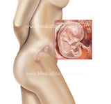 Foetus Development Weeks 1 to 40 Including Female Body - (PACK OF 40 IMAGES)