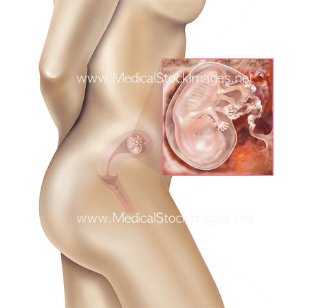 Foetus Development Week 11 Including Body