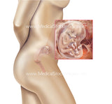 Foetus Development Weeks 1 to 40 Including Female Body - (PACK OF 40 IMAGES)