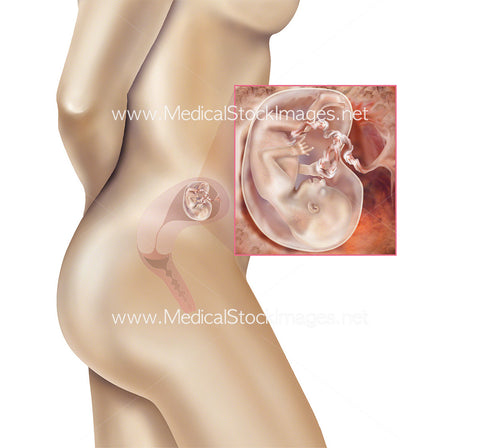 Foetus Development Week 14 Including Body