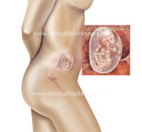 Foetus Development Weeks 1 to 40 Including Female Body (Multipack of 40 IMAGES)