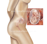 Foetus Development Weeks 1 to 40 Including Female Body - (PACK OF 40 IMAGES)