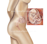 Foetus Development Weeks 1 to 40 Including Female Body - (PACK OF 40 IMAGES)