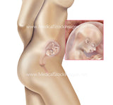 Foetus Development Weeks 1 to 40 Including Female Body - (PACK OF 40 IMAGES)