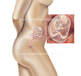 Foetus Development Weeks 1 to 40 Including Female Body - (PACK OF 40 IMAGES)