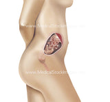 Foetus Development Weeks 1 to 40 Including Female Body - (PACK OF 40 IMAGES)