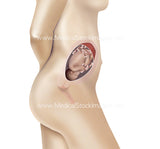 Foetus Development Weeks 1 to 40 Including Female Body - (PACK OF 40 IMAGES)