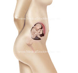 Foetus Development Weeks 1 to 40 Including Female Body - (PACK OF 40 IMAGES)