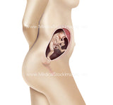 Foetus Development Weeks 1 to 40 Including Female Body (Multipack of 40 IMAGES)