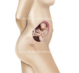 Foetus Development Weeks 1 to 40 Including Female Body - (PACK OF 40 IMAGES)