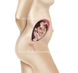 Foetus Development Weeks 1 to 40 Including Female Body - (PACK OF 40 IMAGES)